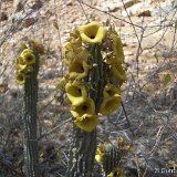 Hoodia parviflora JHP (1km Epupa Falls, Namibia) small quantity   ÉPUISÉ - OUT of STOCK - AGOTADO